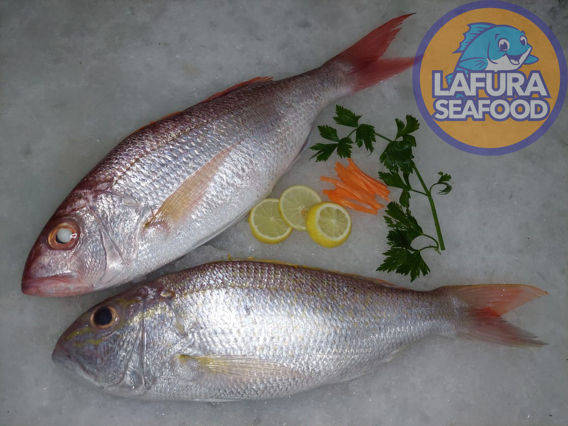 All about Goldband Snapper